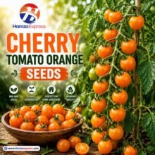Cherry Tomato Orange Seeds