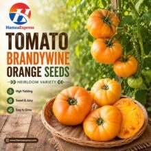 TOMATO BRANDYWINE ORANGE SEEDS