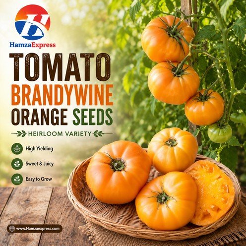 Tomato Brandywine Orange Seeds heirloom Vegetable Seeds