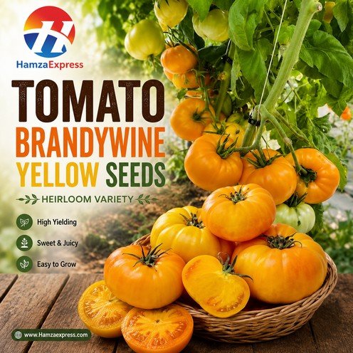 Tomato Brandywine Yellow Seeds heirloom Vegetable Seeds
