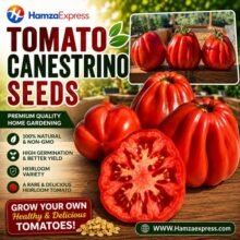 TOMATO CANESTRINO SEEDS