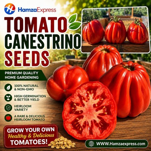 Tomato Canestrino Seeds heirloom Vegetable Seeds