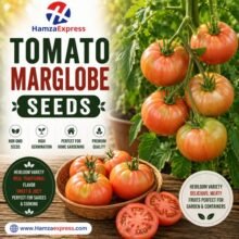 TOMATO MARGLOBE SEEDS