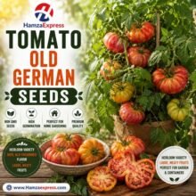 TOMATO OLD GERMAN SEEDS