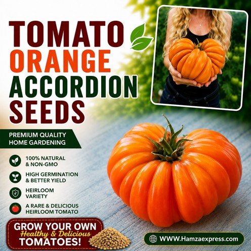 Tomato Orange Accordion Seeds Rare Variety Vegetable Seeds