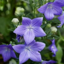 Blue Balloon Flower Seeds Creeper 20 SEEDS IMPORTED