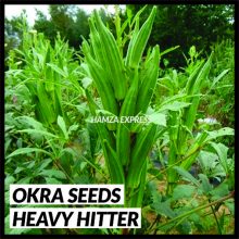 Okra Seeds Bhindi Heavy Hitter Imported Vegetable seeds ( AVAILABLE SOON)