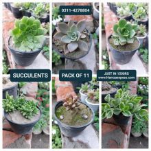 Succulent Plants Live Plants Pack of 11