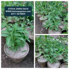 Stevia Plant Live Plant Healthy Plant