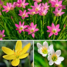 Rain Lilly Flower Bulbs 2 Colours Pack Of Five
