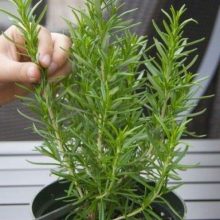 Rosemary Seeds Herb Seeds Best Quality