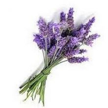 Lavender Seeds Herb Seeds Best Quality