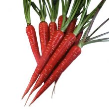 Carrot Long Red Seeds Vegetable Seeds