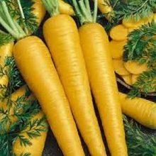 Carrot Lobbericher Seeds New Variety Vegetable Seeds