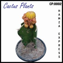 Cactus Live Plant New Variety Grafted CP 0002