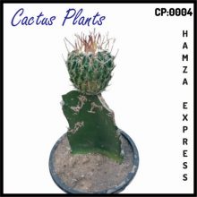 Cactus Live Plant New Variety Grafted CP 0004