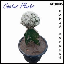 Cactus Live Plant New Variety Grafted CP 0005
