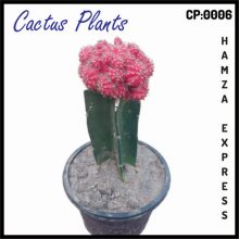 Cactus Live Plant New Variety Grafted CP 0006
