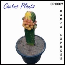 Cactus Live Plant New Variety Grafted CP 0007