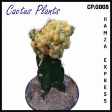 Cactus Live Plant New Variety Grafted CP 0008