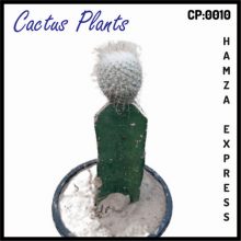Cactus Live Plant New Variety Grafted CP 0010
