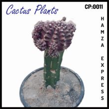Cactus Live Plant New Variety Grafted CP 0011