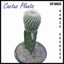 Cactus Live Plant New Variety Grafted CP 0013