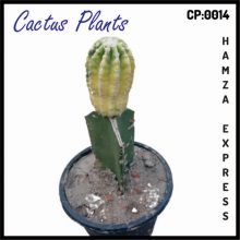Cactus Live Plant New Variety Grafted CP 0014
