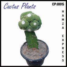 Cactus Live Plant New Variety Grafted CP 0015