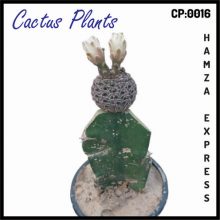 Cactus Live Plant New Variety Grafted CP 0016