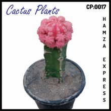 Cactus Live Plant New Variety Grafted CP 0017