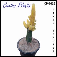 Cactus Live Plant New Variety Grafted CP 0020
