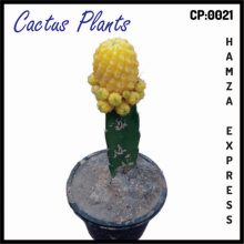 Cactus Live Plant New Variety Grafted CP 0021