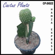 Cactus Live Plant New Variety Grafted CP 0022