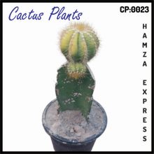 Cactus Live Plant New Variety Grafted CP 0023