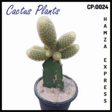 Cactus Live Plant New Variety Grafted CP 0024