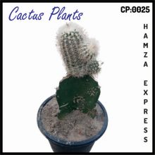 Cactus Live Plant New Variety Grafted CP 0025