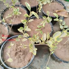 Buxus (Box wood) Variegated Live Plant BY IZHAR