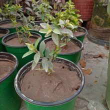 Dwarf Guava (amrood) Plant Live Plant BY IZHAR