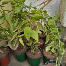 Green Pedilanthus live Plant BY IZHAR