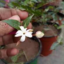 Star jasmine Vine 7 TO 8 inches Plant Live Plant BY IZHAR
