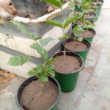 indian Motia Flowering Live Plant BY IZHAR