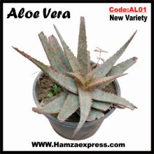 Aloe Vera New Rare Variety Live Plant C:AL01