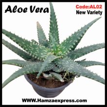 Aloe Vera New Rare Variety Live Plant C:AL02