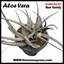 Aloe Vera New Rare Variety Live Plant C:AL03