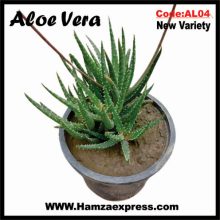 Aloe Vera New Rare Variety Live Plant C:AL04