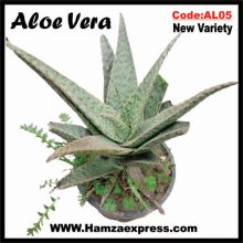 Aloe Vera New Rare Variety Live Plant C:AL05