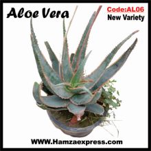 Aloe Vera New Rare Variety Live Plant C:AL06
