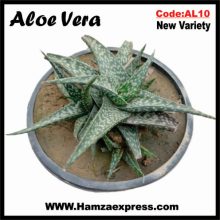 Aloe Vera New Rare Variety Live Plant C:AL10