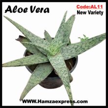 Aloe Vera New Rare Variety Live Plant C:AL11